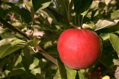 Red Apple to Pick