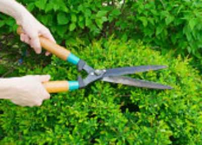 Pruning hedges