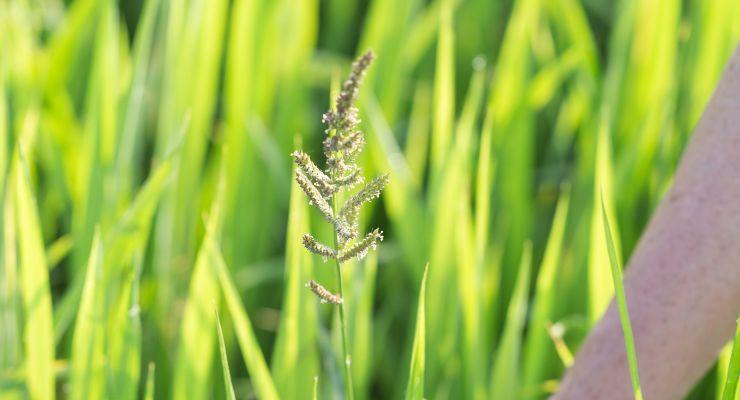 Barnyard Grass