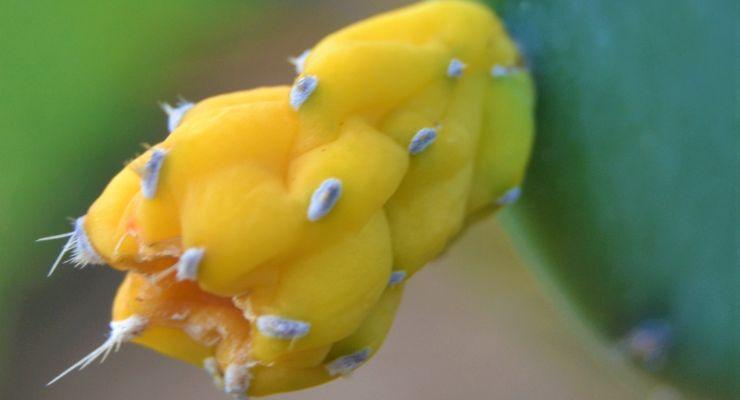 Can a yellow cactus turn green again?