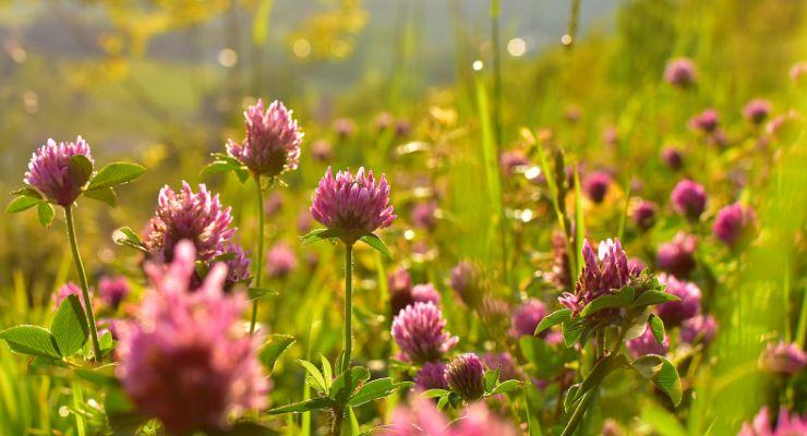 Clover with Pink Flowers