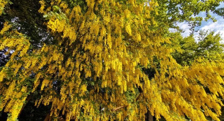 Golden chain tree -Laburnum 