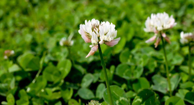 How Clover Affects Lawns