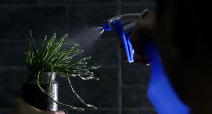 Reduce watering in cactus
