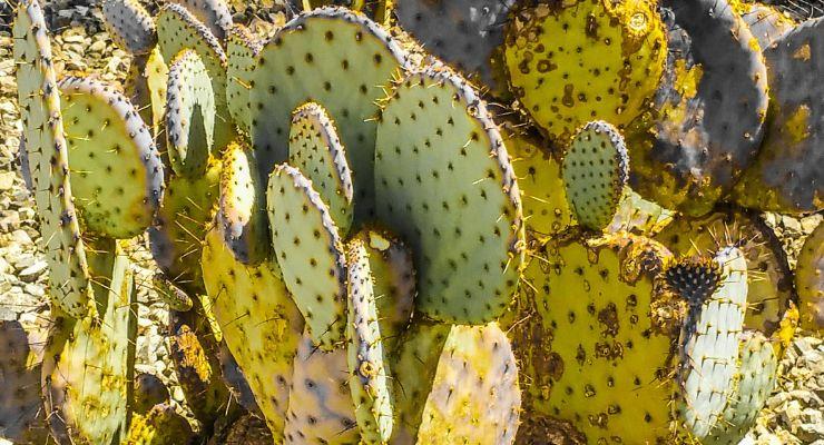 Why is my cactus turning yellow - GardenLife Pro will help