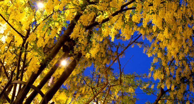 Yellow Flowering Trees picked by Gardenlife Pro