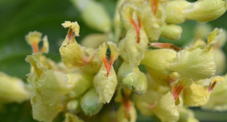 Yellow buckeye - Aesculus flava