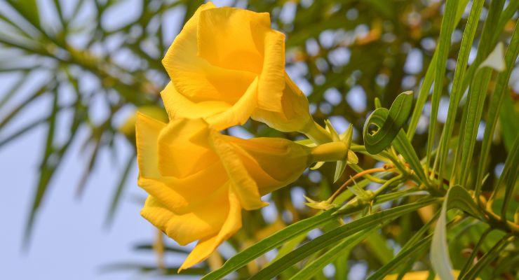 Yellow oleander - Nerium oleander ‘Isle of Capri’