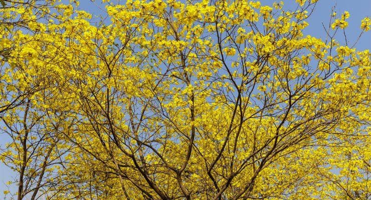 Yellow trumpet tree - Brugmansia