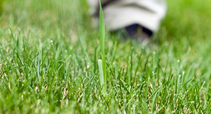 Use a weed killer that targets grassy weeds