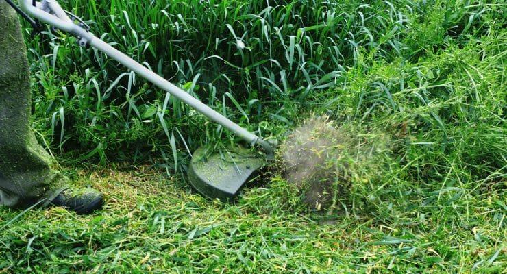 Get rid of wheat-like grass and plants