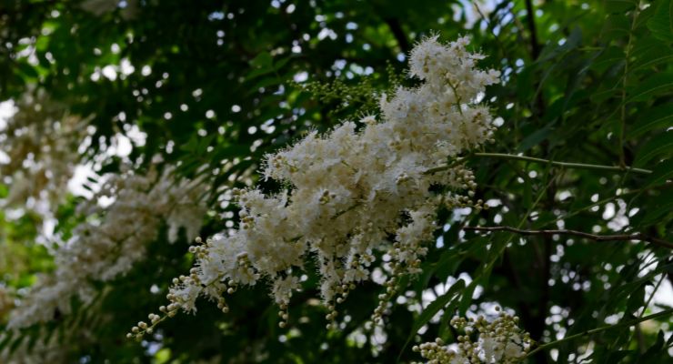Japanese lilac tree
