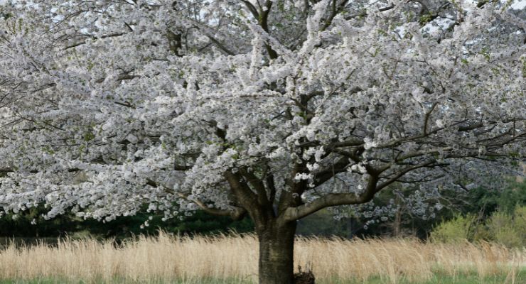 White Flowering Trees picked by GardenLife Pro
