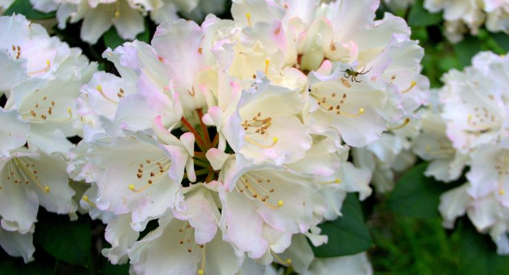 Azaleas (Rhododendron Spp.)