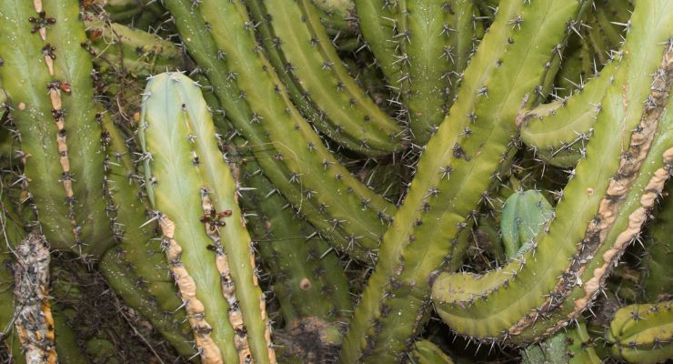 Brown Spots on Cacti