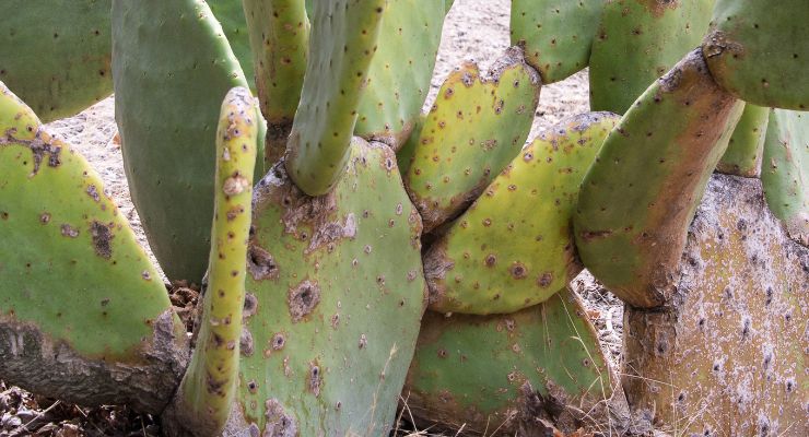 Brown Spots on the stem of Cacti