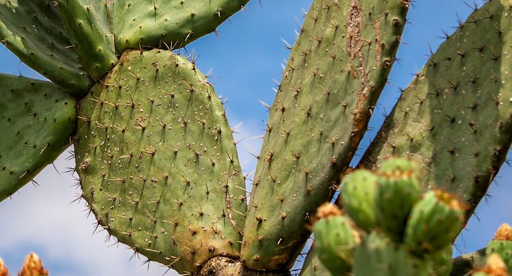 Cactus Corking