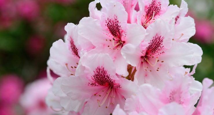 Cherry Cheesecake Rhododendron (Rhododendron x 'Cherry Cheesecake')
