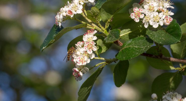 Chokeberry (Aronia arbutifolia)