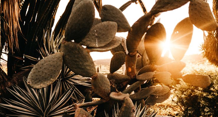 Explanation of Direct Sunlight can cause sunburn on cacti