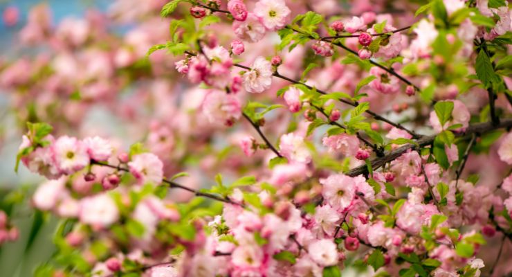 Flowering Almond Tree (Prunus triloba 'Multiplex')