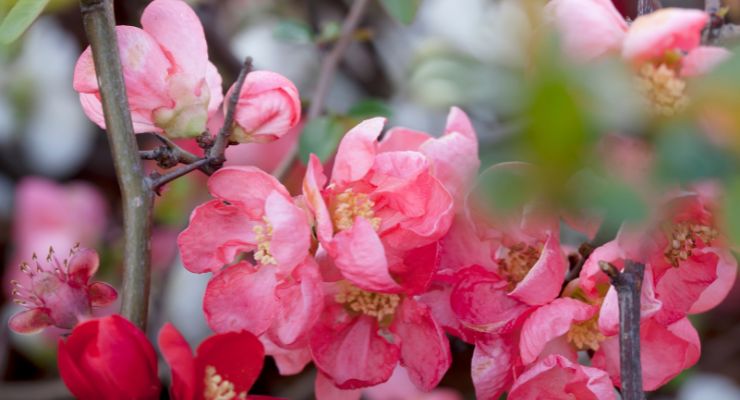 Japanese quince (Chaenomeles japonica)
