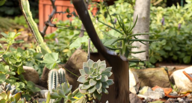 Kill Cactus Plants Manually