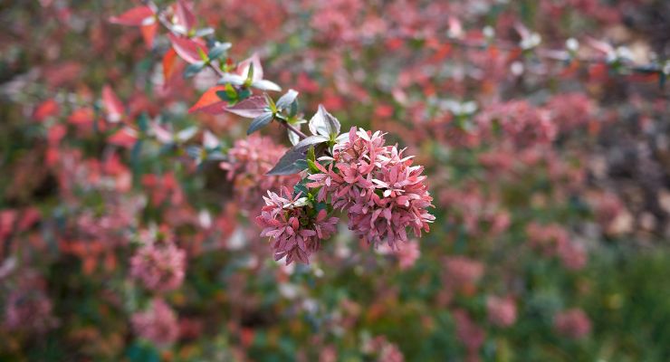 Pink Abelia (Abelia cv. Edward Goucher)