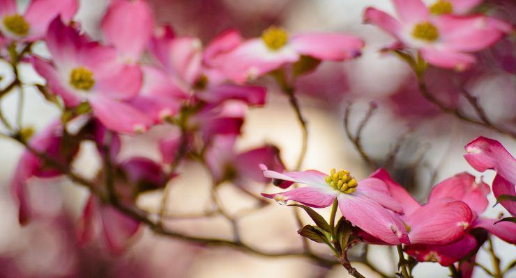 Pink Flowering Dogwood (Cornus florida 'Rubra')