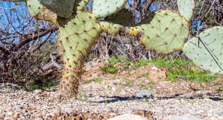 Prickly pear corking
