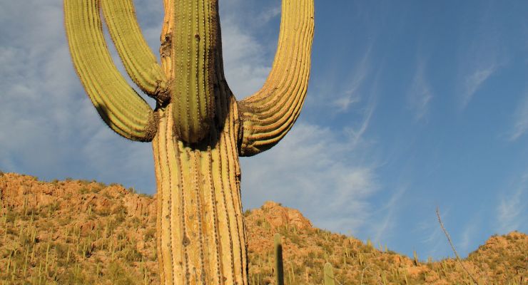 Saguaro cactus corking