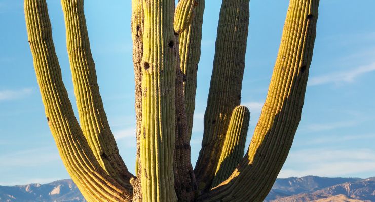Sunburned Cactus