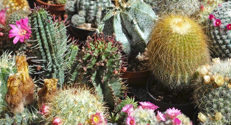 Sunburned cacti