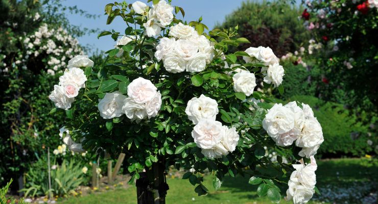White rose (Rosa alba)