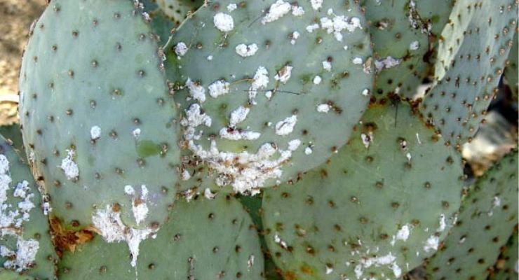 Cactus White Spots