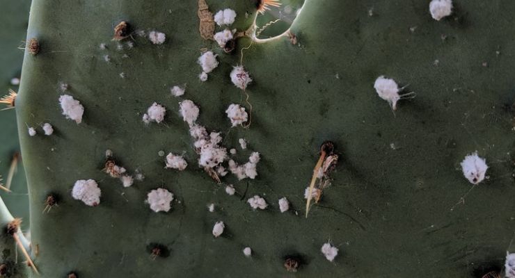 White Sports on Cactus Plant