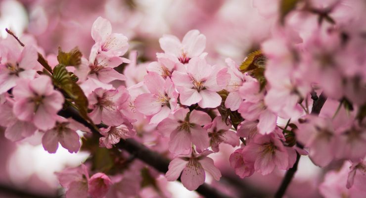 Yuki Cherry Blossom (Deutzia)